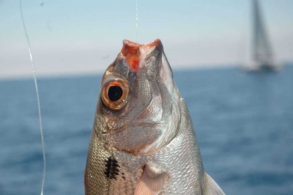 occhione-centro-di-pesca-arcipelago-toscano-centro-di-pesca